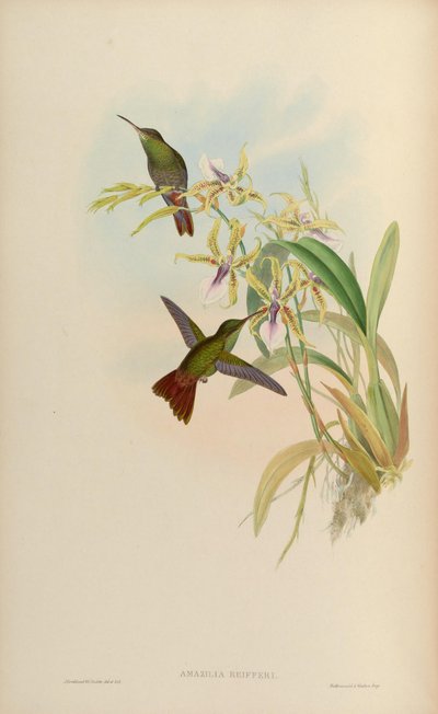 Amazilia riefferi door John Gould